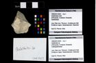 Foto (Objekt + Etikett) von Galatheites sp.  (NHMW-GEO-1990-0041-4009)